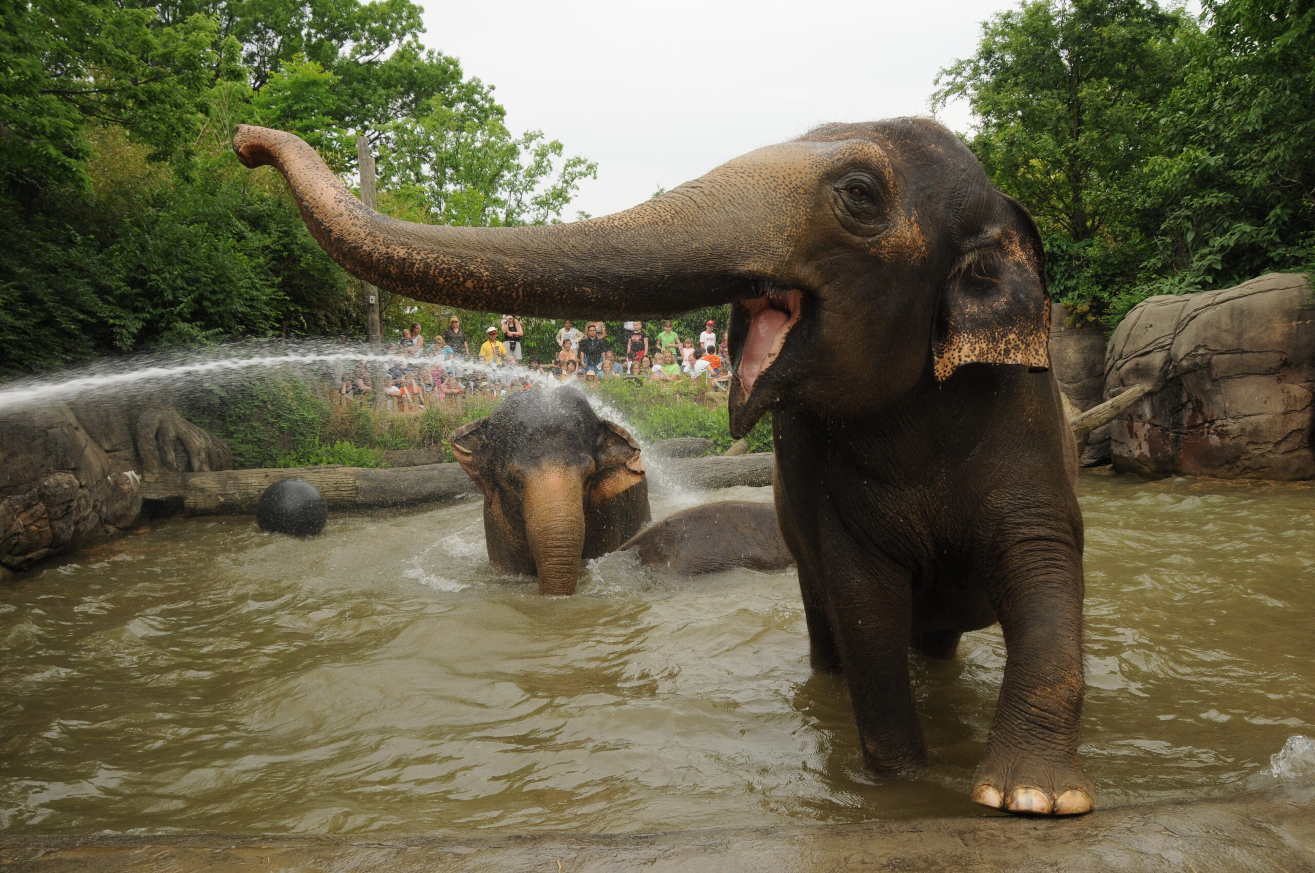 $50 Million Gift to Cincinnati Zoo Sets Elephant-Sized Future Zoo Plans in Motion
