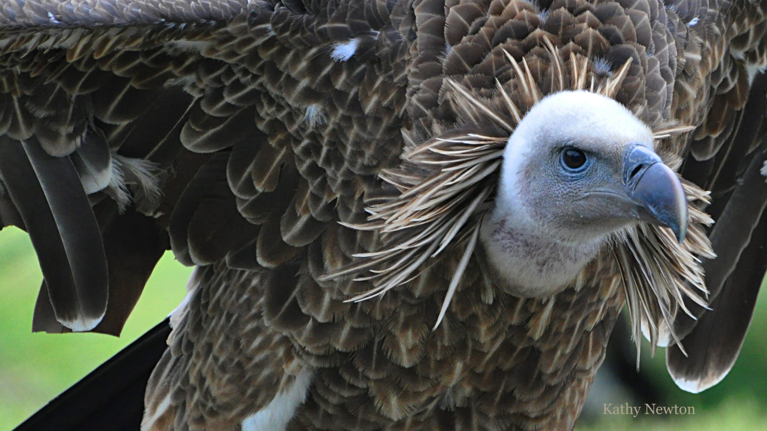 front view of a ruppels vulture