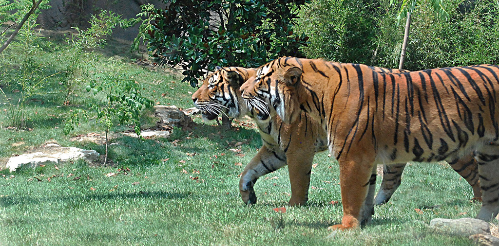 Celebrate International Tiger Day – July 29