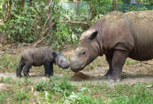 Sumatran rhinos at the Sumatran Rhino Sanctuary in Indonesia