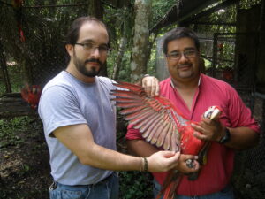 Scarlet macaw fledgling