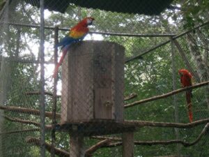 A breeding pair of scarlet macaws at the Centre