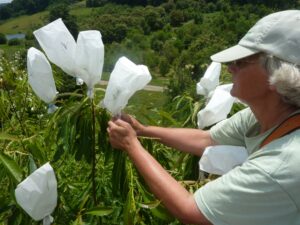 Pollinating American chestnut trees with cryopreserved pollen