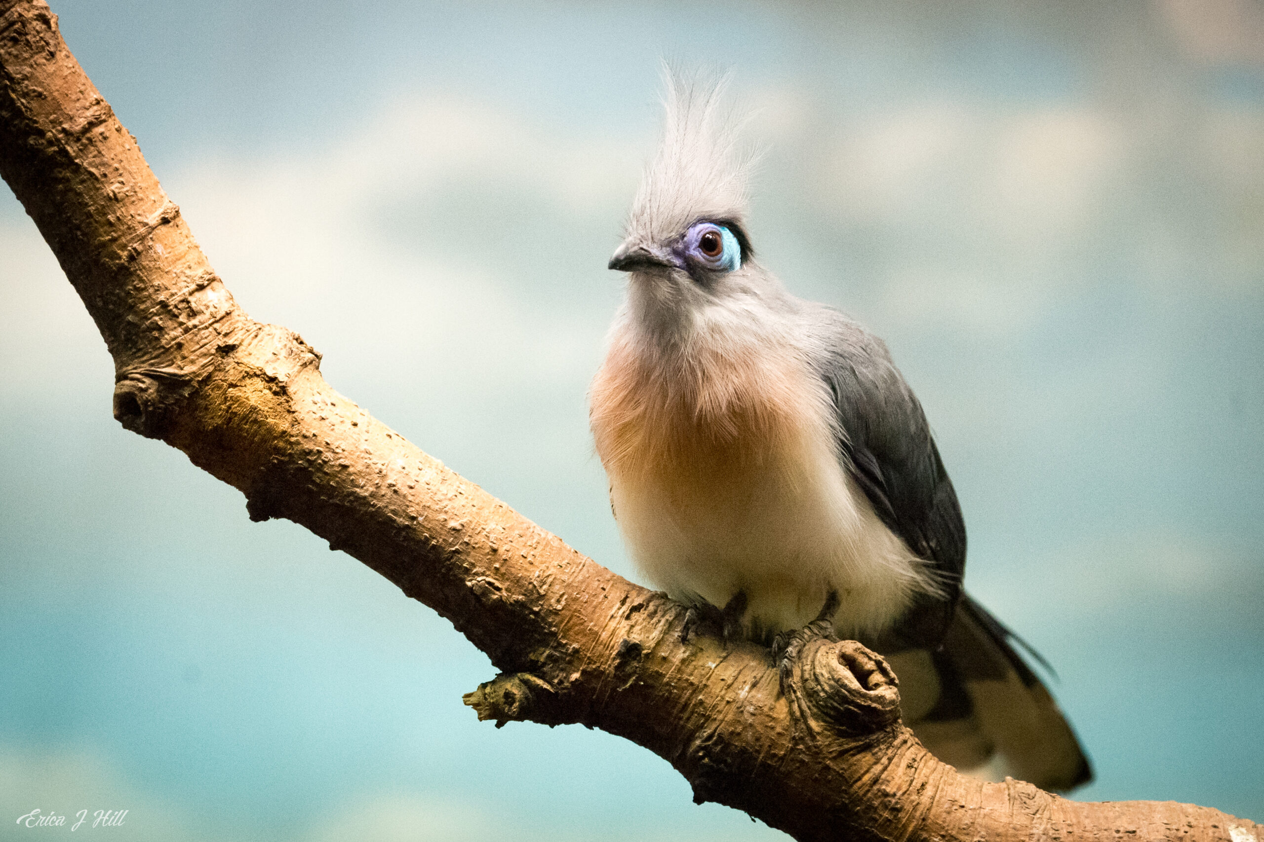 front view of a crested coua perched on a branch