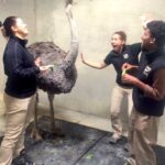 Soon to graduate, Zoo Academy student Dominick Stowers (right) works with the Africa keepers and an ostrich.
