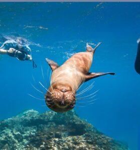 Snorkel with Galapagos sea lions? I'm in! (Photo: Michael S Nolan)