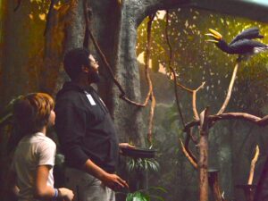 Today, Rickey works in aviculture with birds, including the rhinoceros hornbill.
