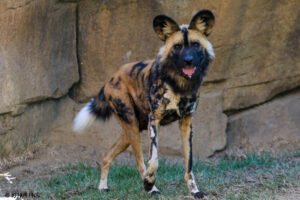 Brahma in Painted Dog Valley