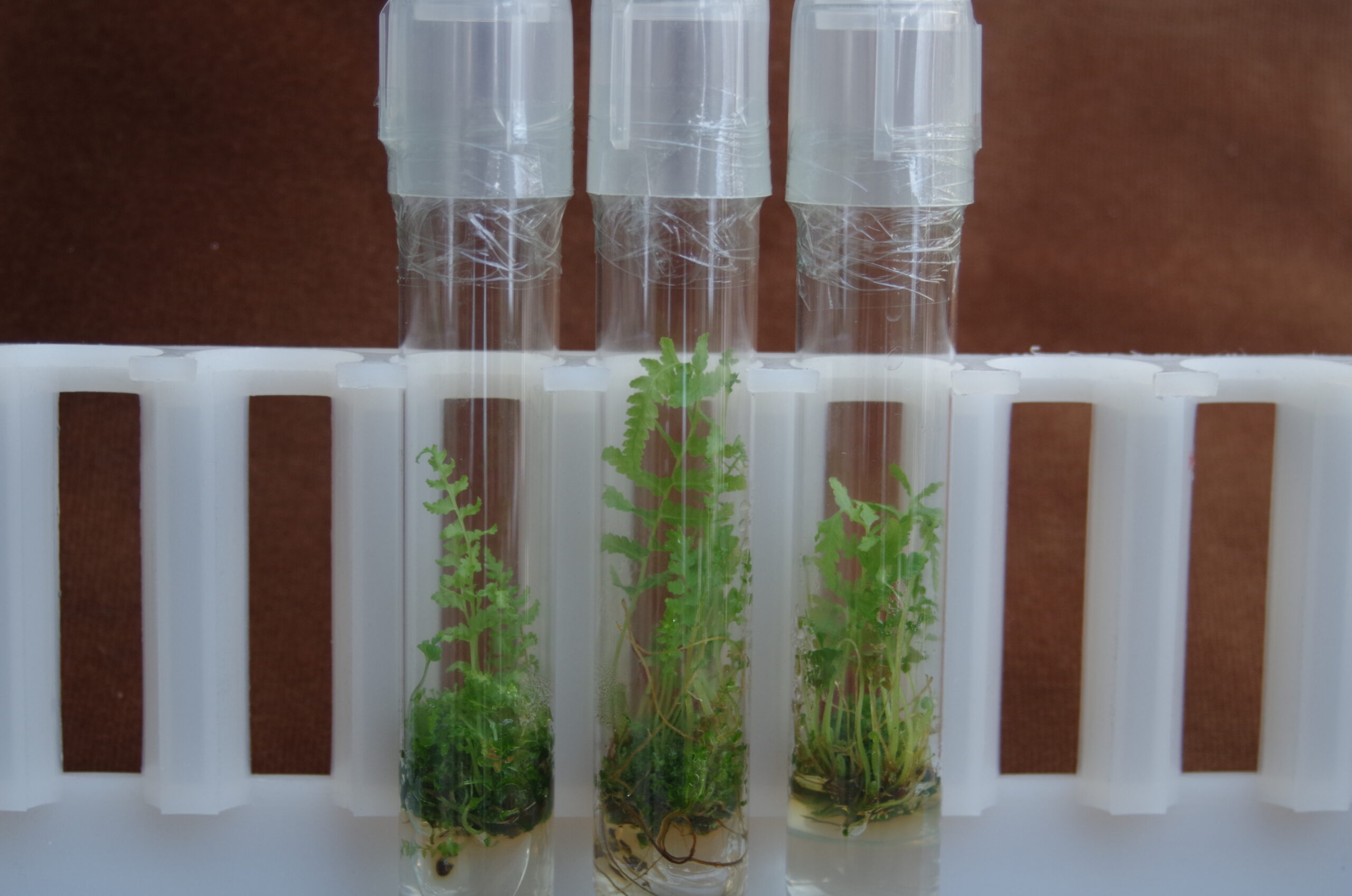 Growing T. patens in test tubes at CREW