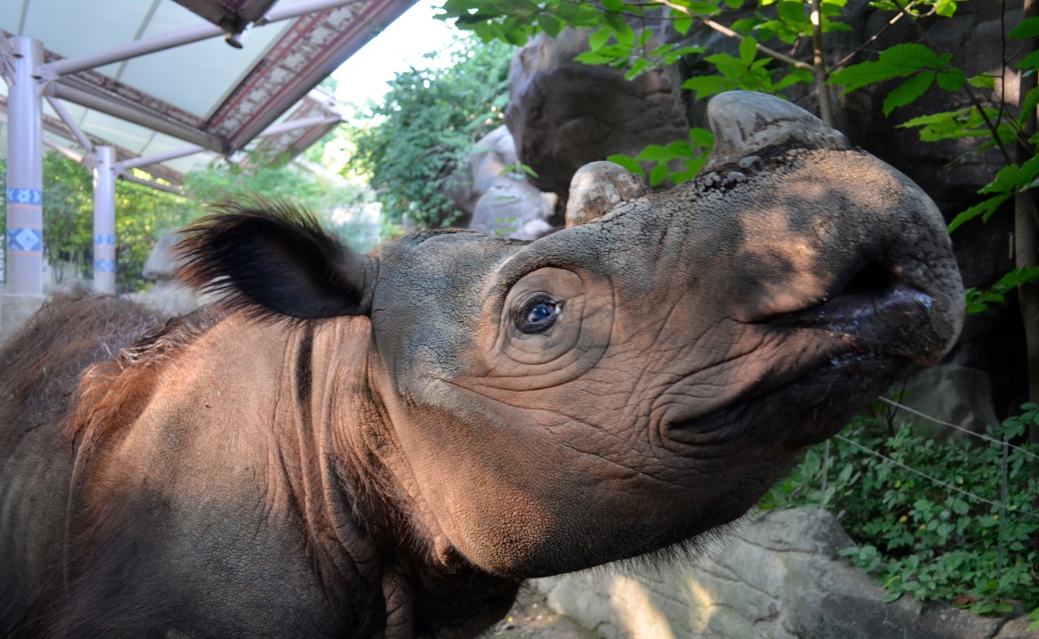 Rhino Harry Arrives Safe and Sound after 53-Hour Journey from Cincinnati Zoo to Sumatran Rhino Sanctuary