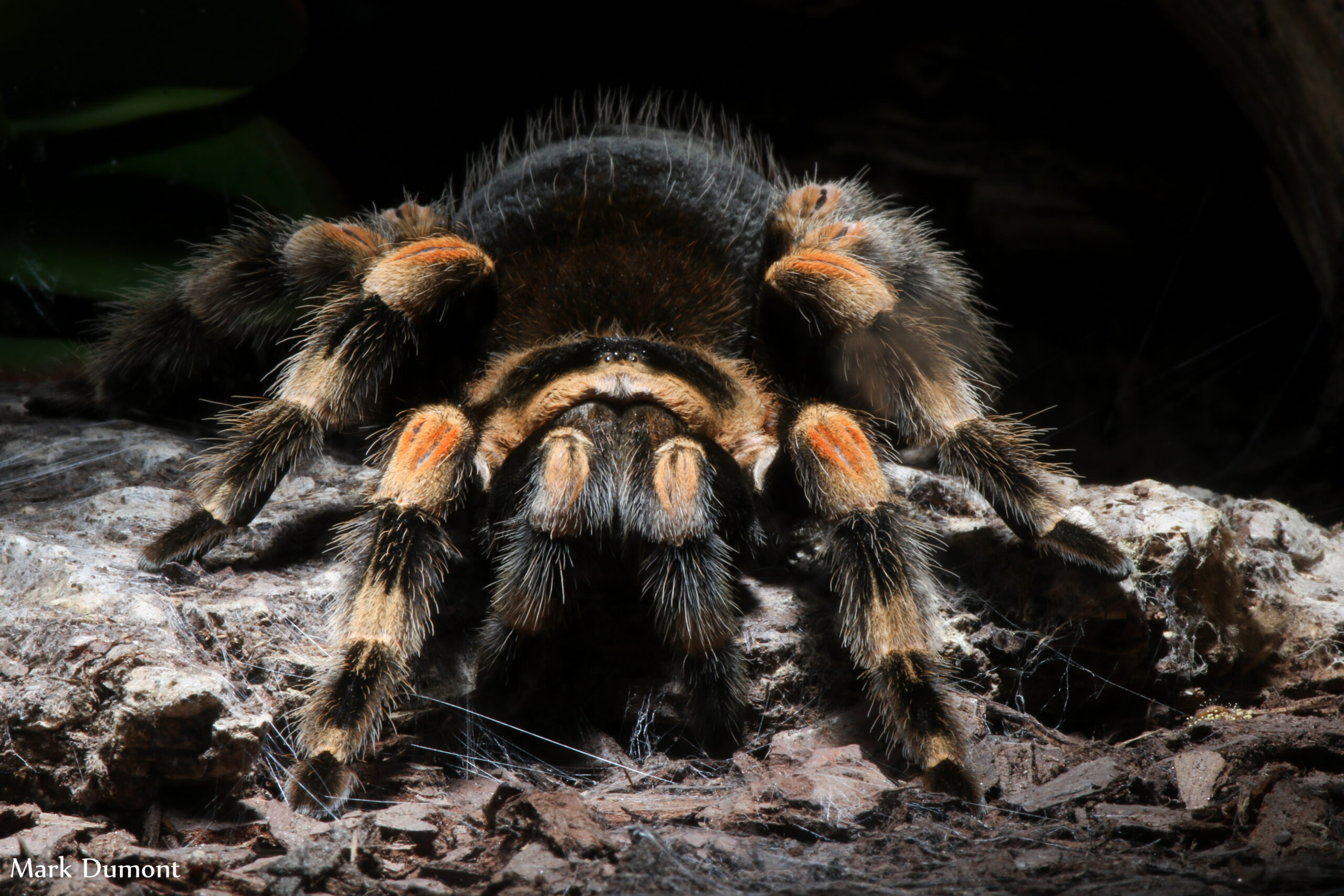 front view of a red kneed tarantula