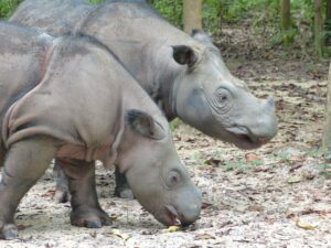 Andatu and Ratu at the Sumatran Rhino Sanctuary