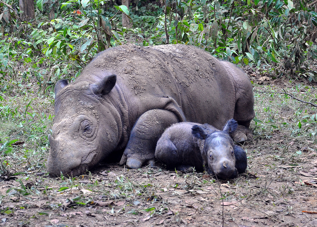 Ratu and her calf, Andatu, at the Sumatran Rhino Sanctuary.