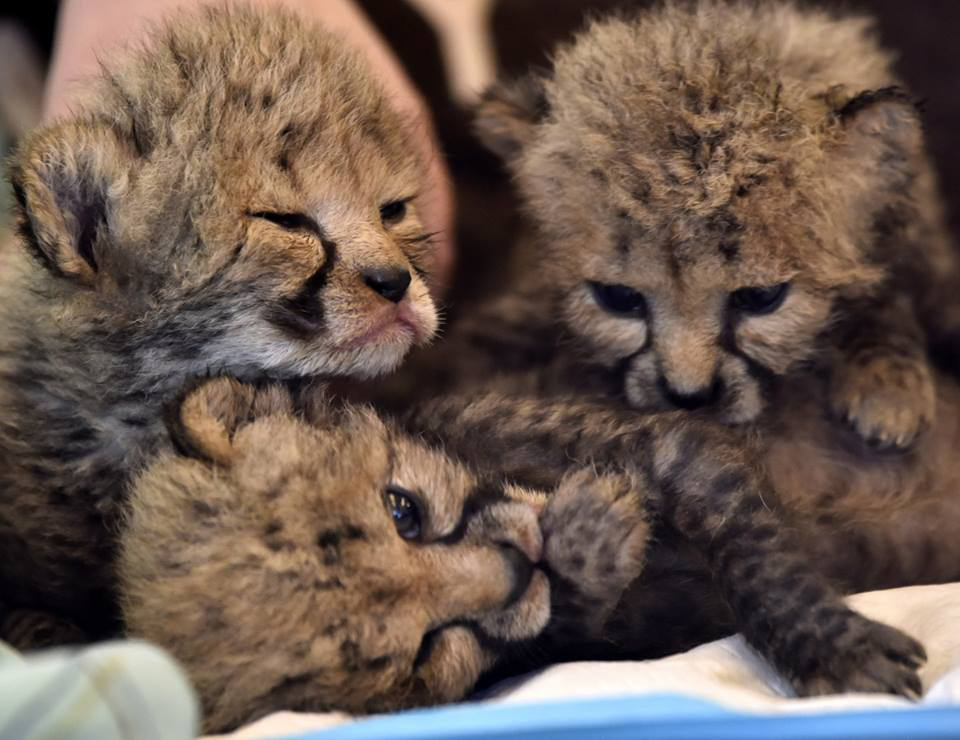 Fight to Nurse Premature Cheetah Cubs to Health Continues - Cincinnati ...