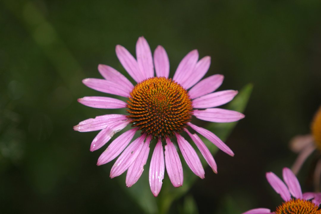 Visit the Zoo’s EcOhio Farm and Buy Native Plants