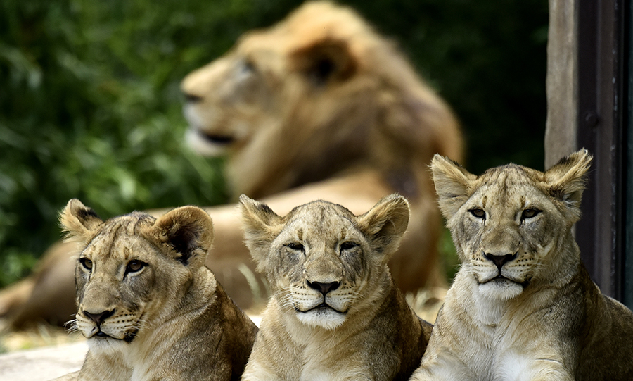 Saving lions at Cincinnati Zoo - John and cub