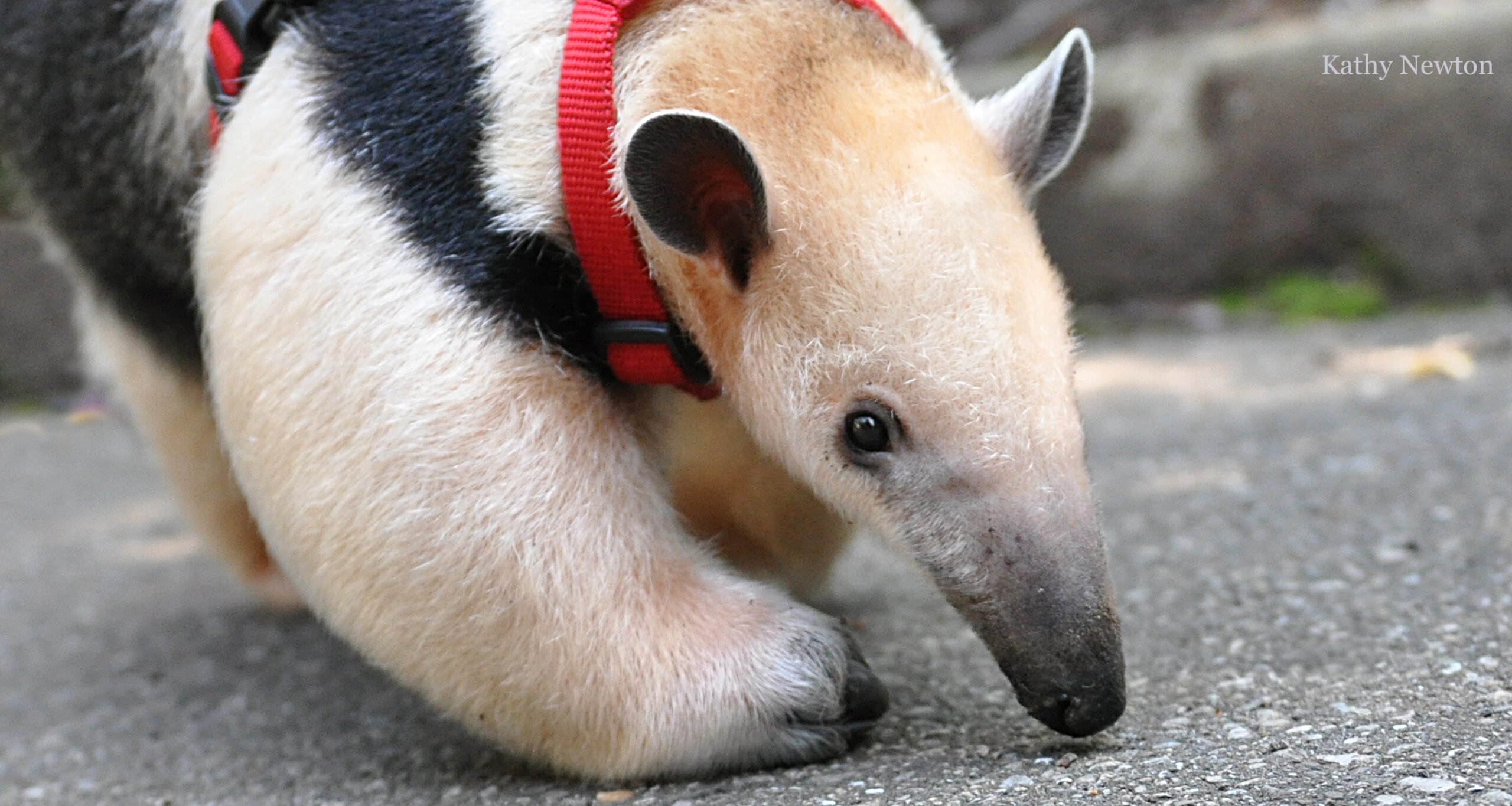 If a tamandua feels threatened while in a tree, it will hold onto