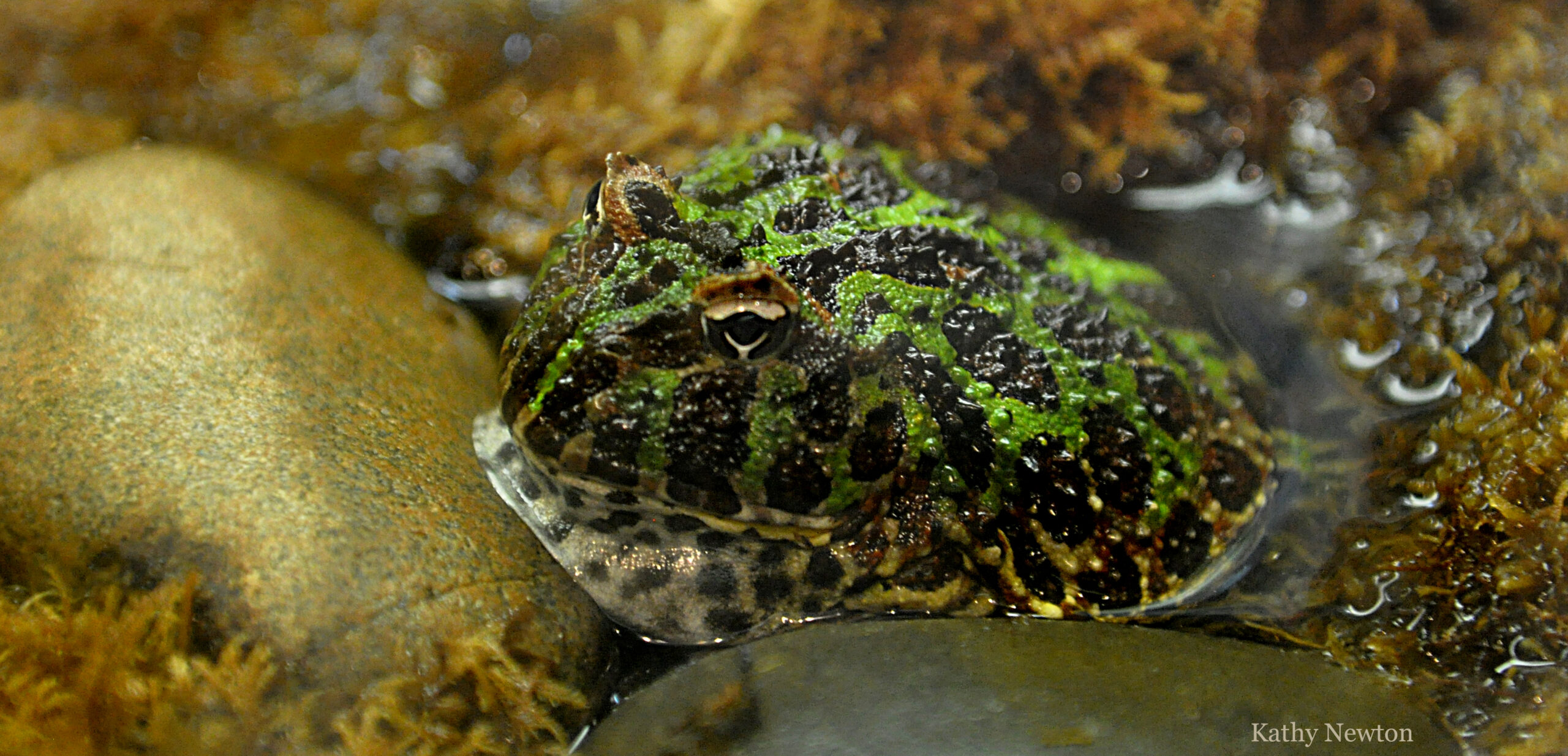 top view of an ornate horned frog