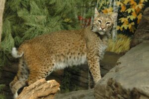 Bobcat exhibit (Photo: Mike Dulaney)