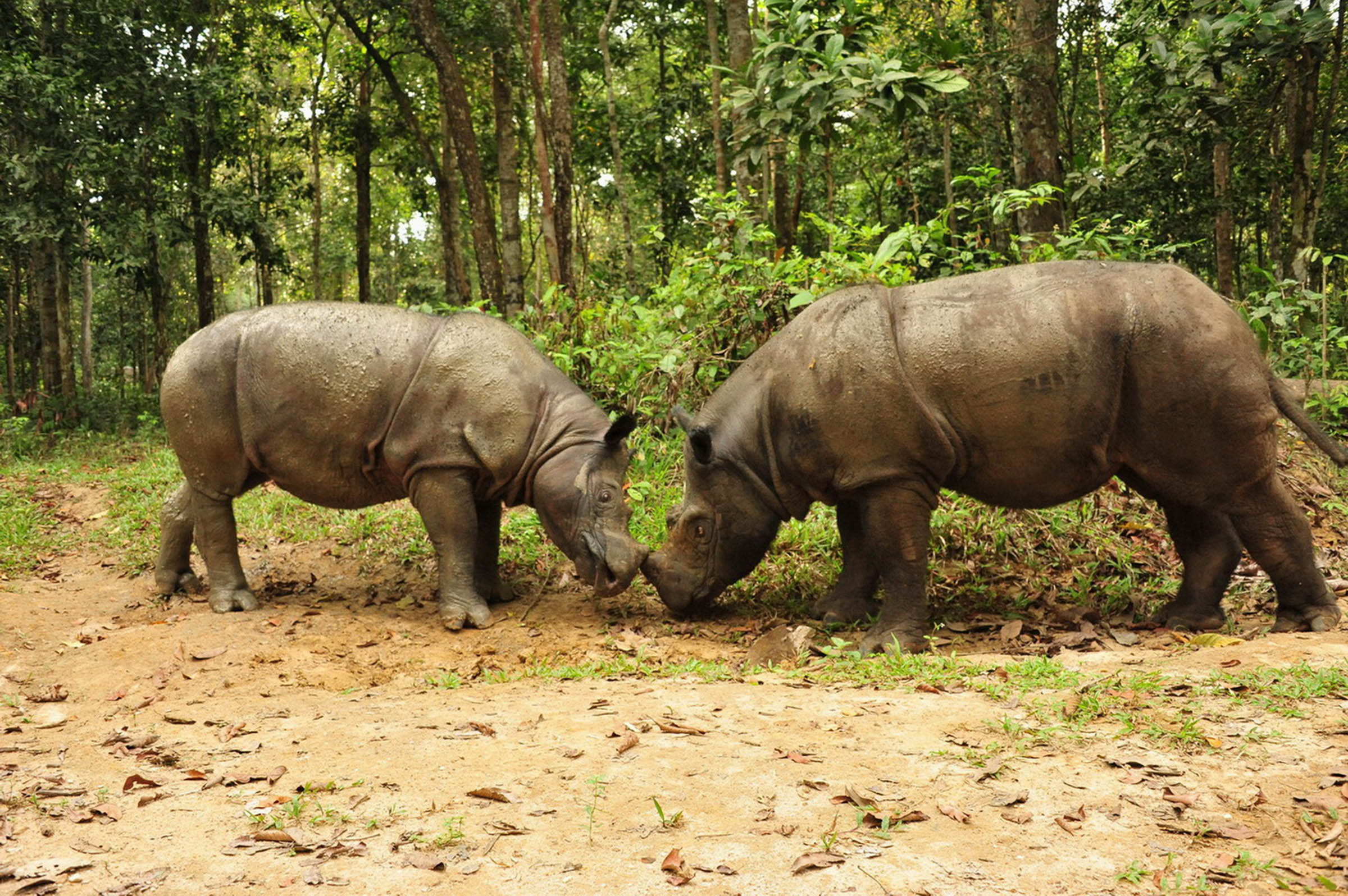 25 Years of Firsts for Sumatran Rhino Andalas