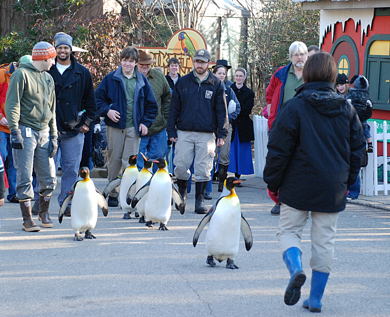 Parades, Painting and Protecting Penguins in the Wild - Cincinnati Zoo & Botanical  Garden