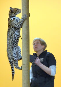 Sihil the ocelot shows off her spots at the Ocelot Conservation Festival (Photo: Shasta Bray)