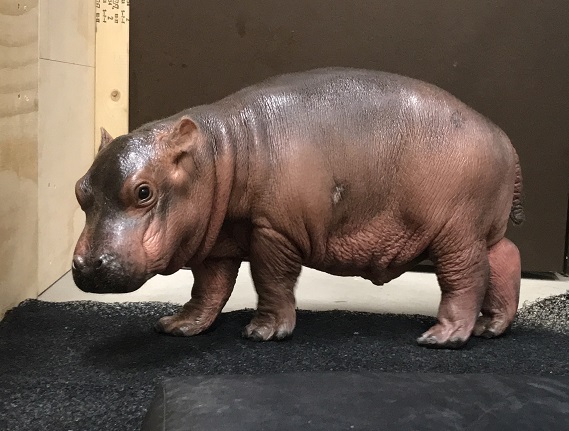 Hippo Baby Blog #3: Little Hippo, Big Personality