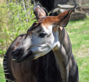 Okapi (Photo: Kathy Newton)