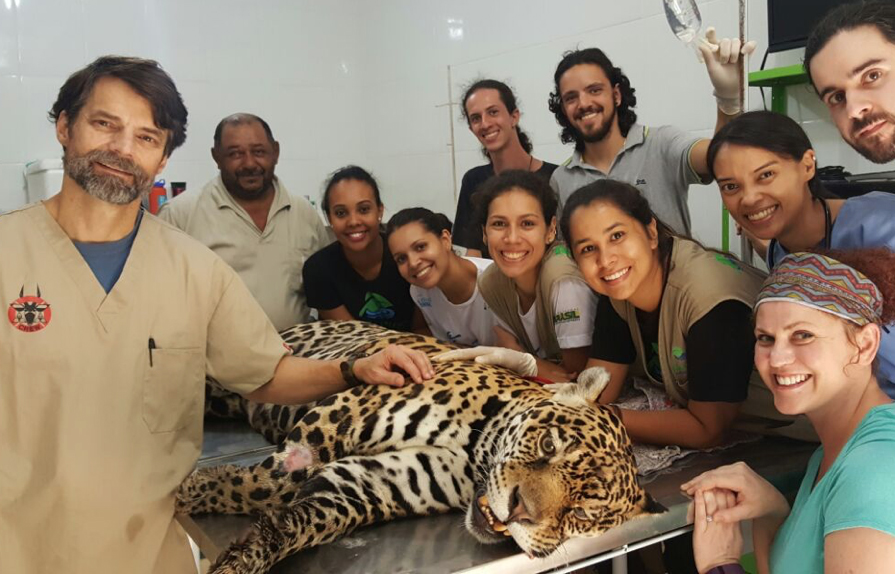 Wild Hearts: Conserving the Brazilian Jaguar with Assisted Reproduction