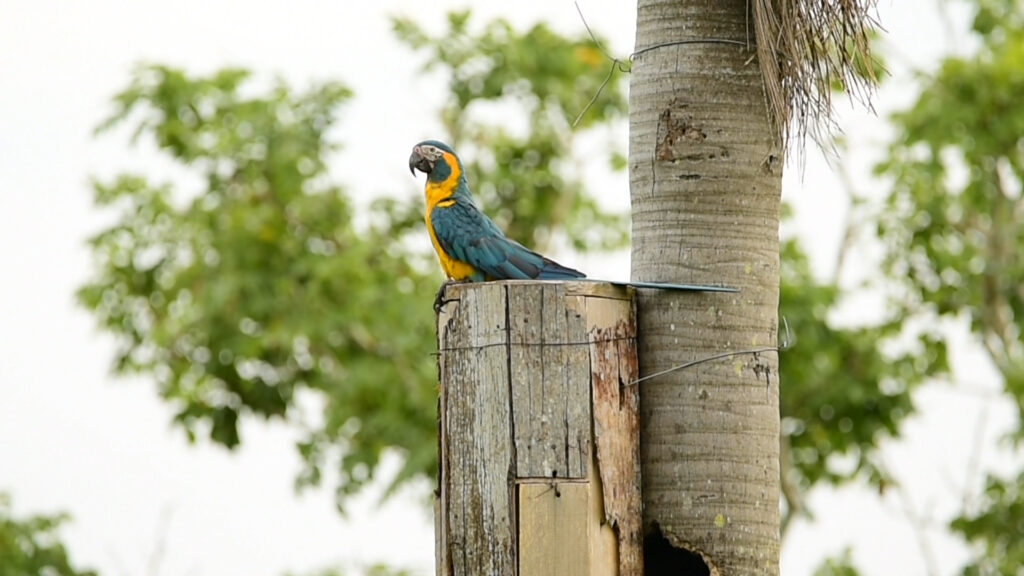 Photo inspiration: Picture Idea: Blue Throated Macaw Archives