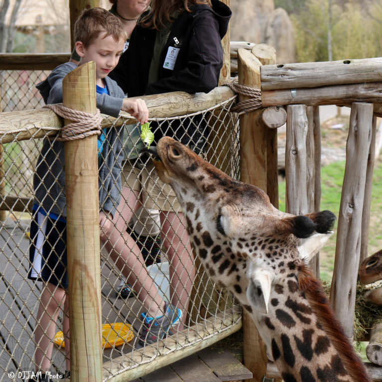 Saving Africa’s Gentle Giants on World Giraffe Day Cincinnati Zoo & Botanical Garden