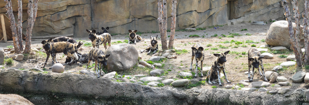 Supporting African Painted Dogs in the Wild - Cincinnati Zoo ...