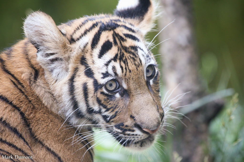Celebrate Global Tiger Day with our Cubbies and their Keepers