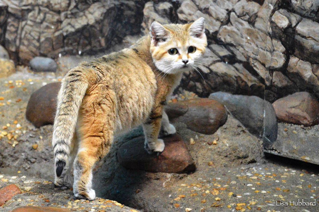 Saving the Small Yet Mighty Sand Cat
