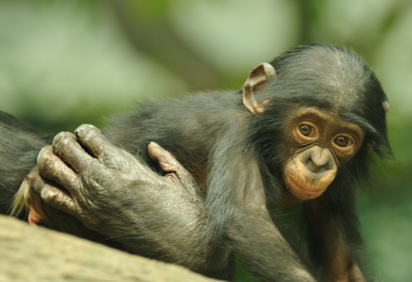 World Great Ape Day and the Cincinnati Zoo