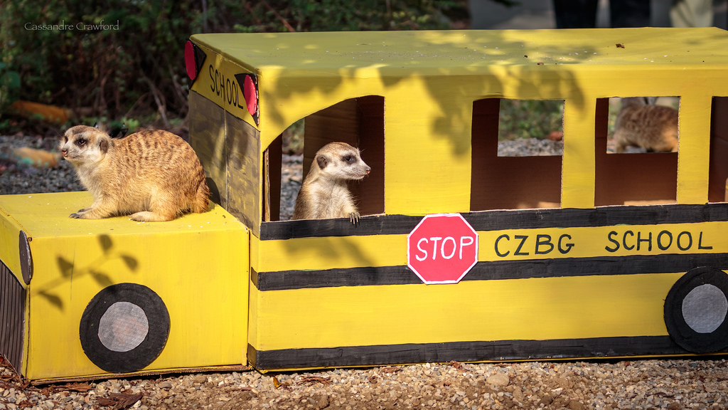 Meerkats on a school bus!