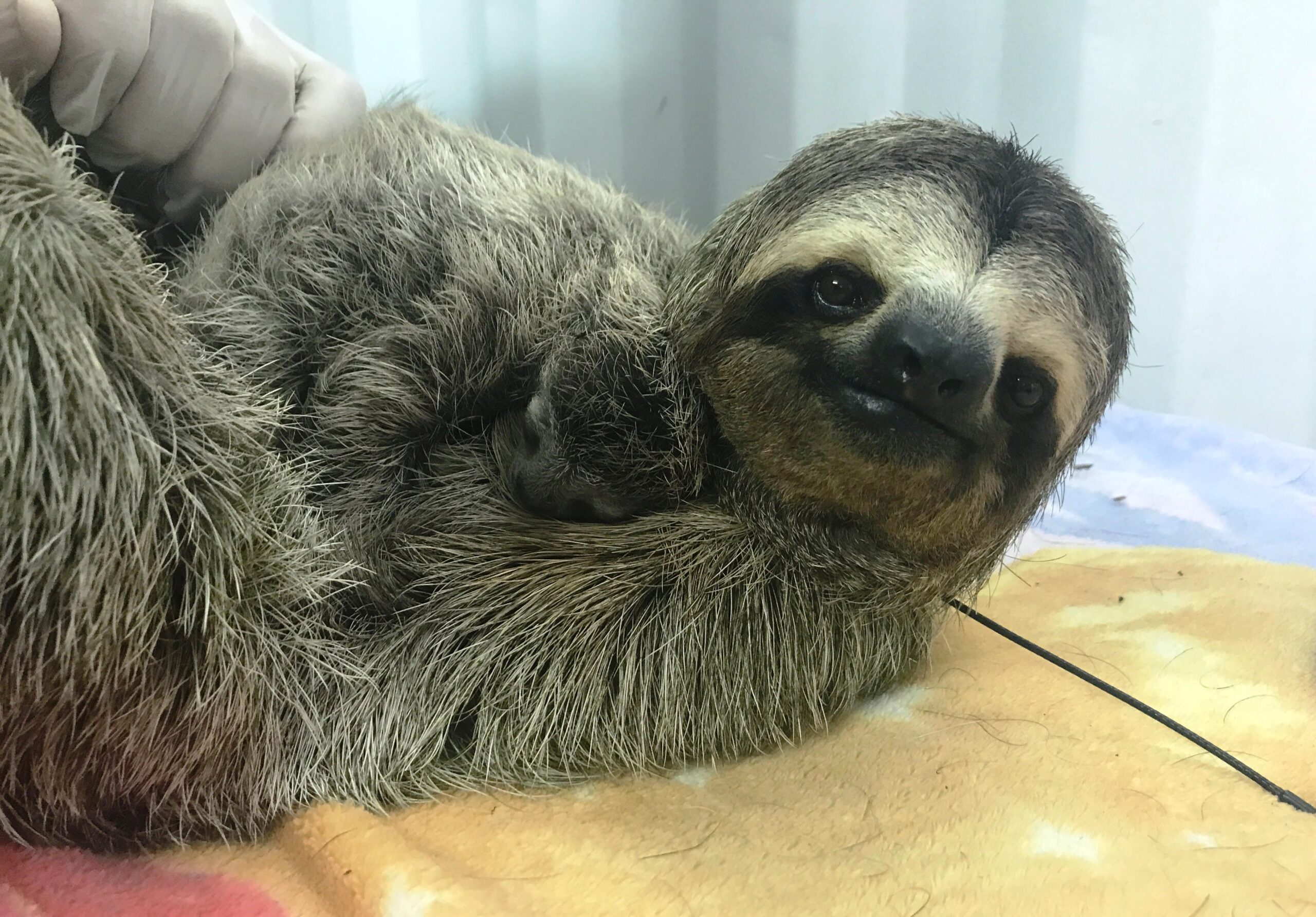 Mama sloth with baby (Photo: Amanda Chambers / Colleen Lawrence)