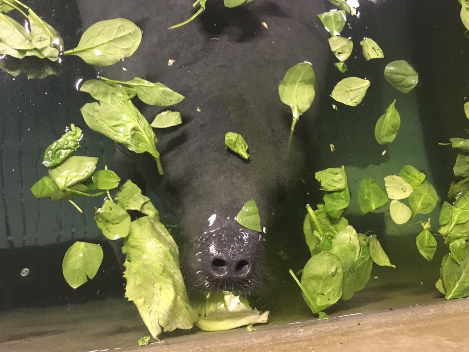 What’s for Breakfast, Lunch and Dinner? The Manatee Menu