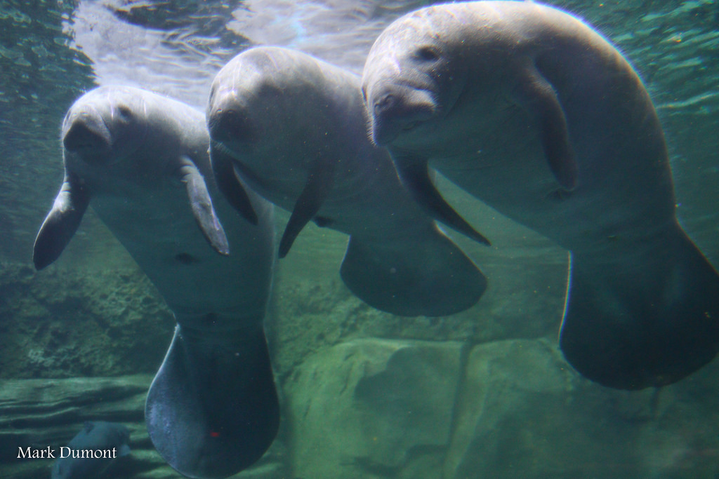 Striving for Animal Excellence: Florida Manatees