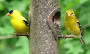 American goldfinches (Photo: Pixabay)