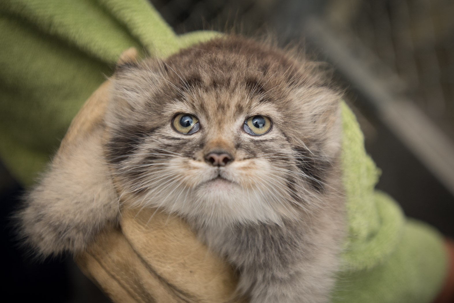 Pallas' cat kitten produced by artificial insemination performed by CREW scientists (Photo: Columbus Zoo & Aquarium)