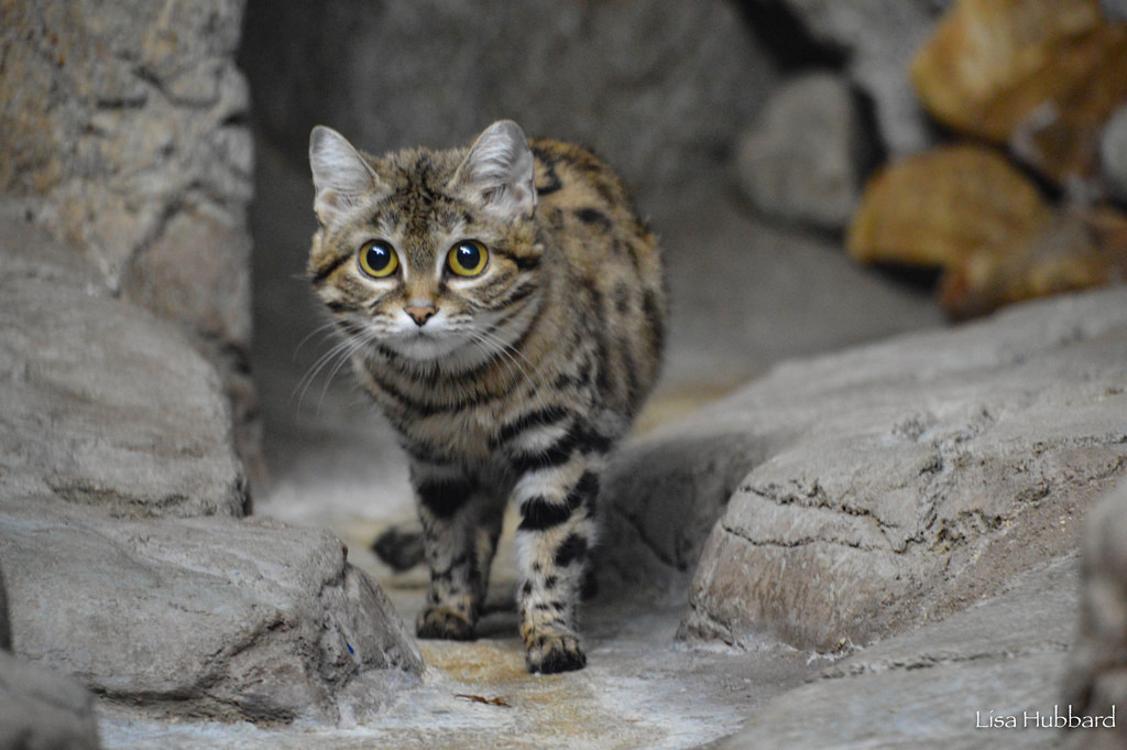 Black Footed Cat Cincinnati Zoo Botanical Garden Black Footed Cat Cincinnati Zoo Botanical Garden