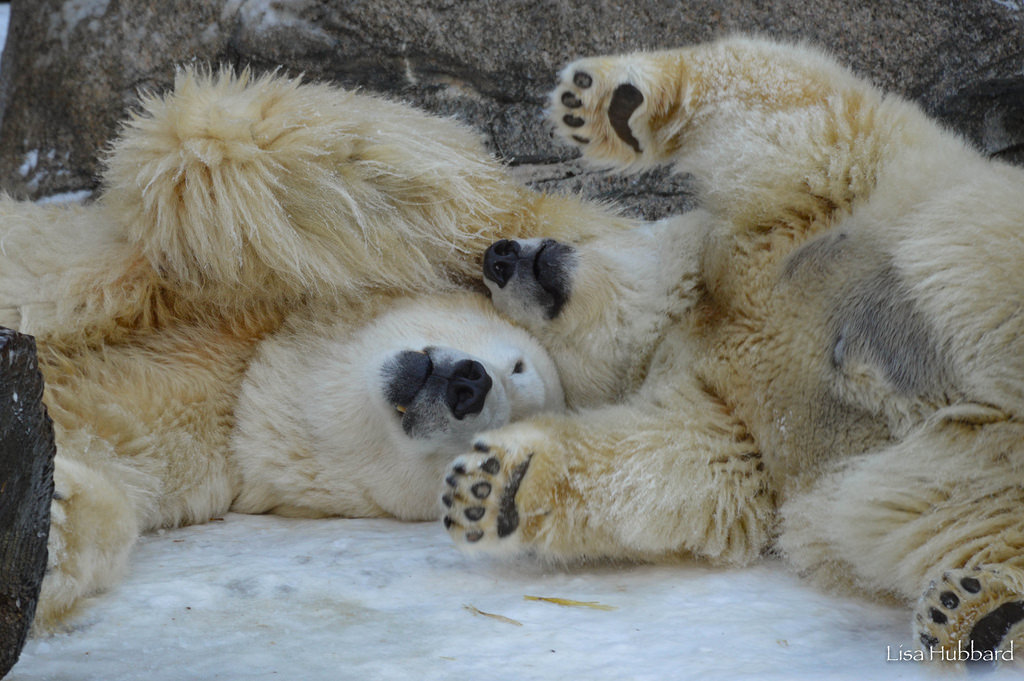 Hope for Cincinnati Zoo’s Polar Bear Pair on International Polar Bear Day