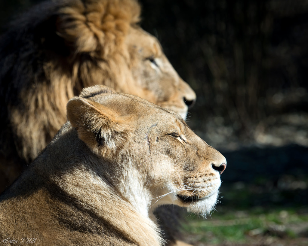 Rebuilding the Pride: Lion Ambassadors at Cincinnati Zoo Helping Their Wild Counterparts