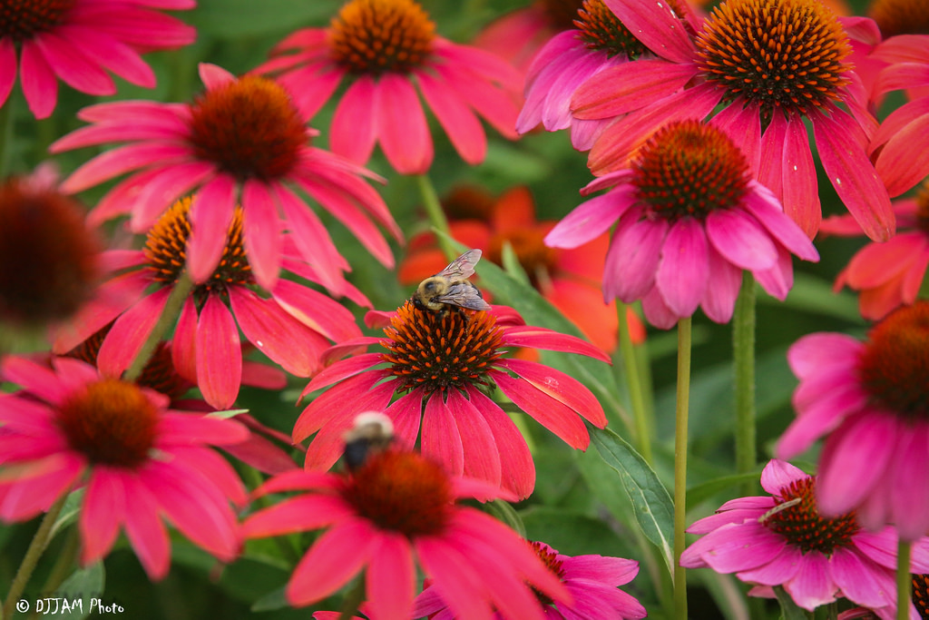 Bee on Flowers (Photo: DDJAM)