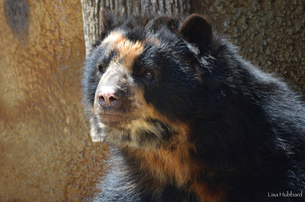 front view of an Andean Bear