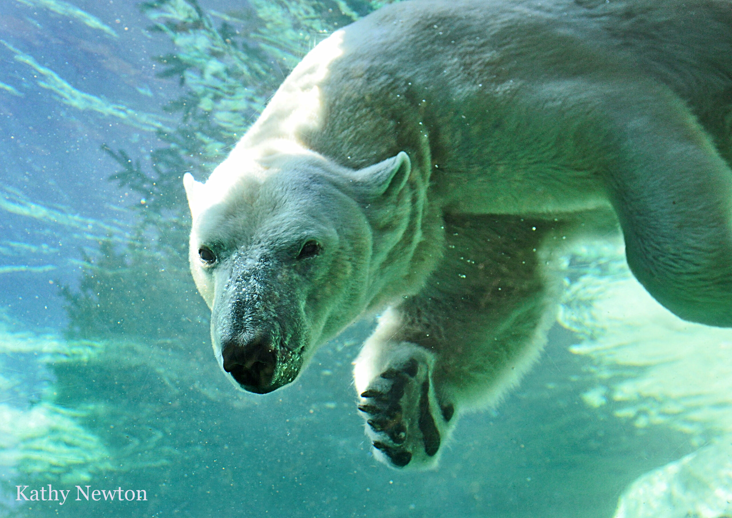 Polar bear swimming front view