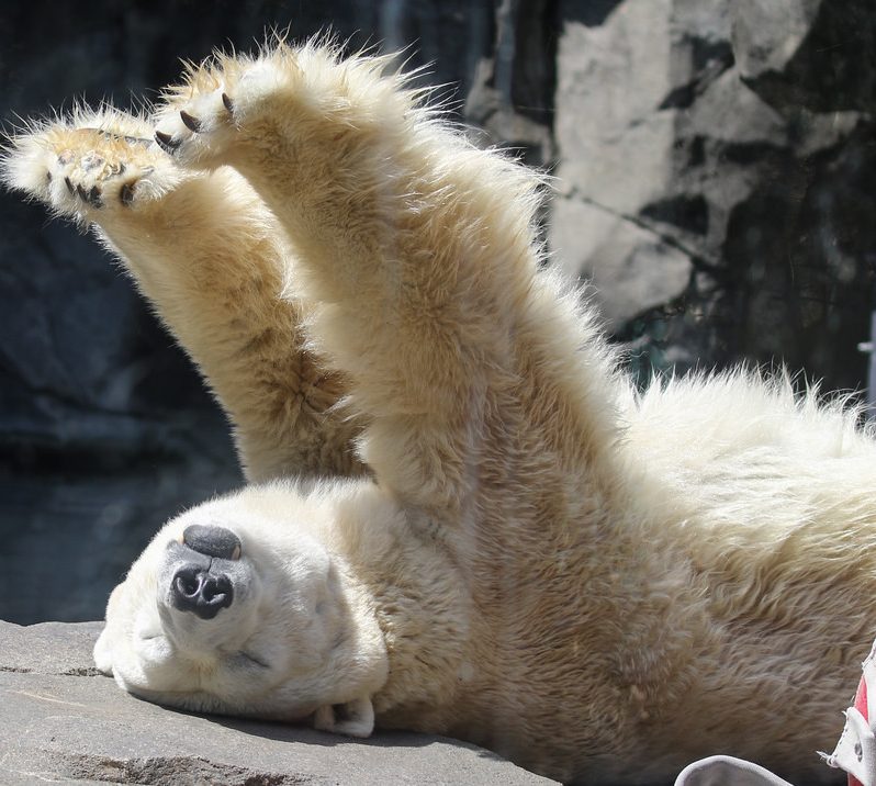 polar bear laying on its back stretching