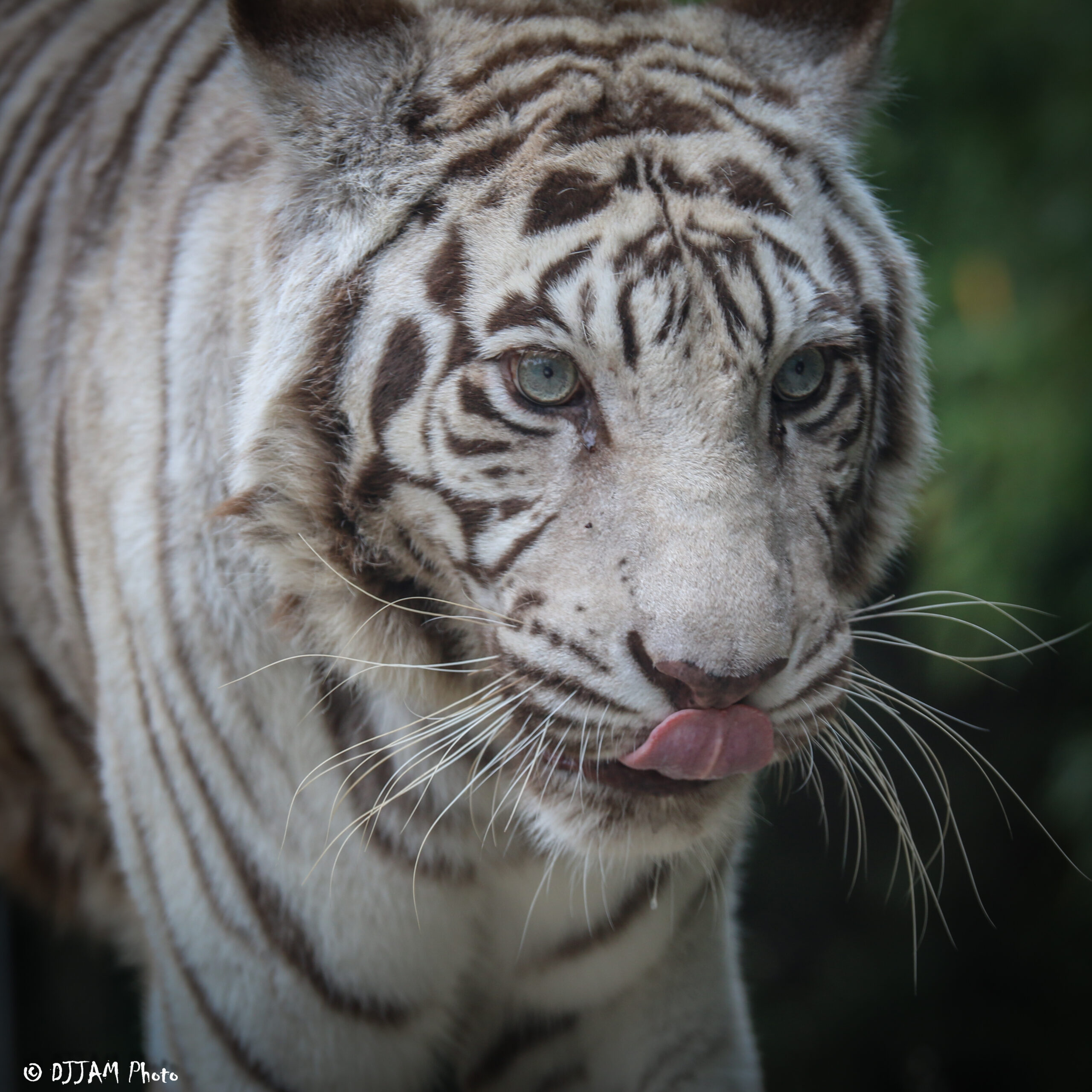 Popsy the white tiger tongue out