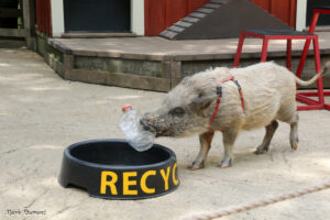 Pig recycling a water bottle